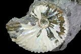 Beautiful Hoploscaphites Ammonite Cluster - South Dakota #73860-1